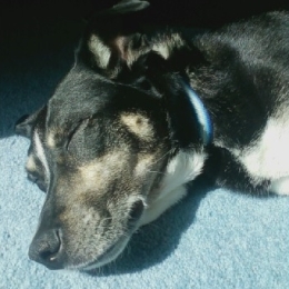 Sleeping pup in the sun
